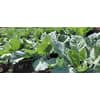 Collard Top Bunch