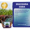 Brachiaria Sabia