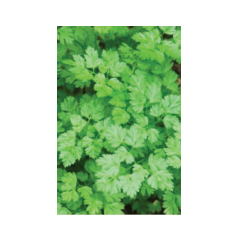 Chervil Massa