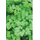 Chervil Massa