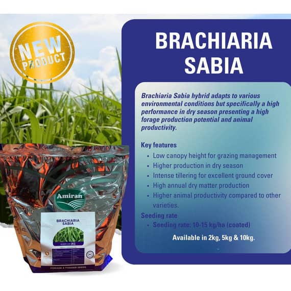 Brachiaria Sabia
