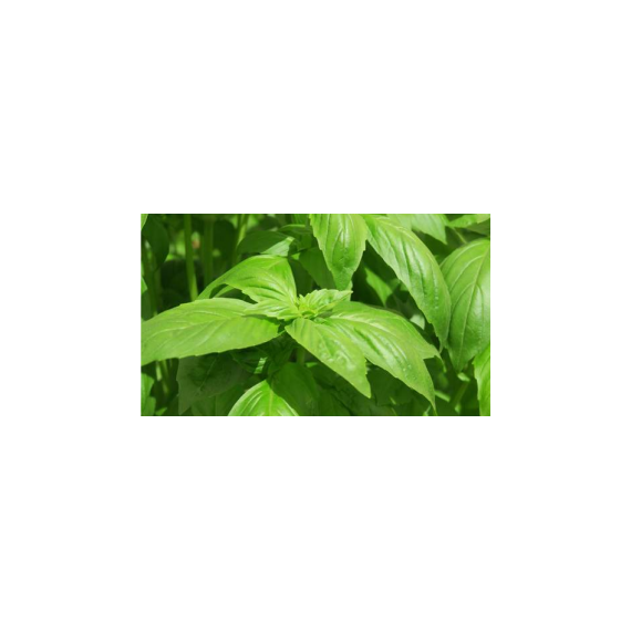 Basil Prospera